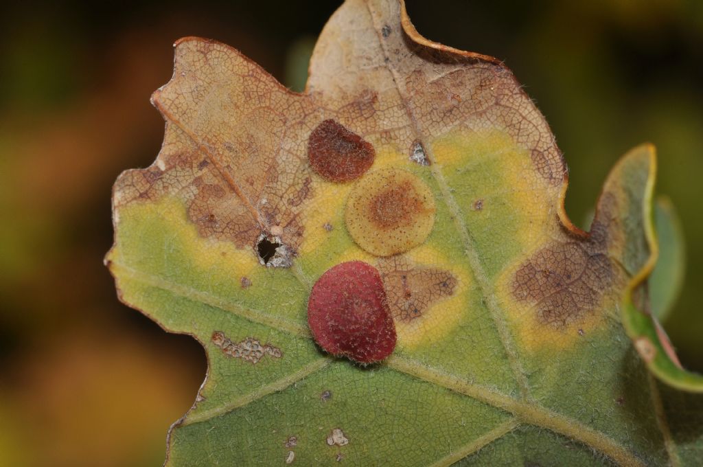 Galle  di Neuroterus quercusbaccarum (Cynipidae) su Quercus