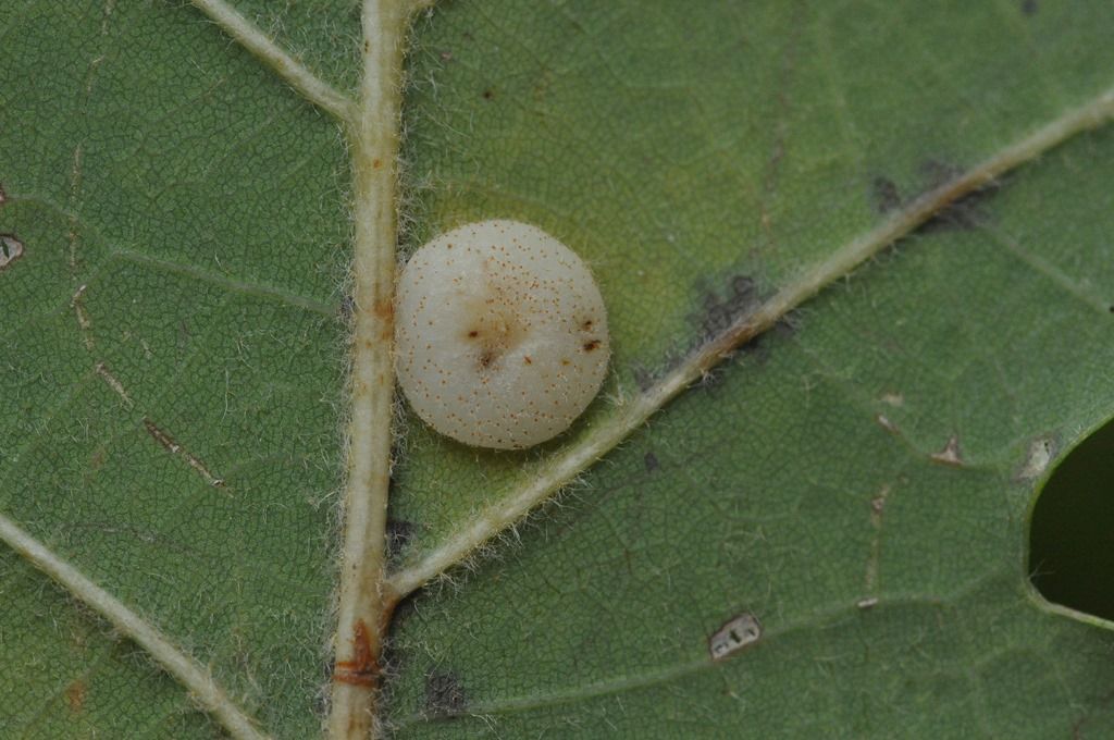 Galle  di Neuroterus quercusbaccarum (Cynipidae) su Quercus