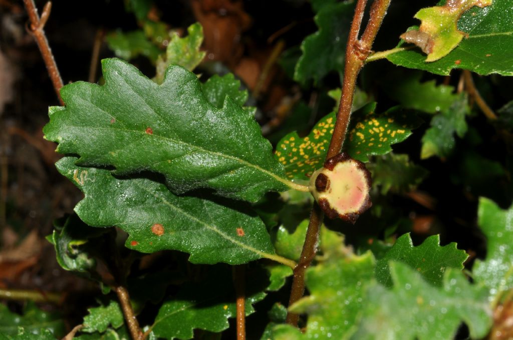 galle su quercia: Andricus quercustozae (Cynipidae)