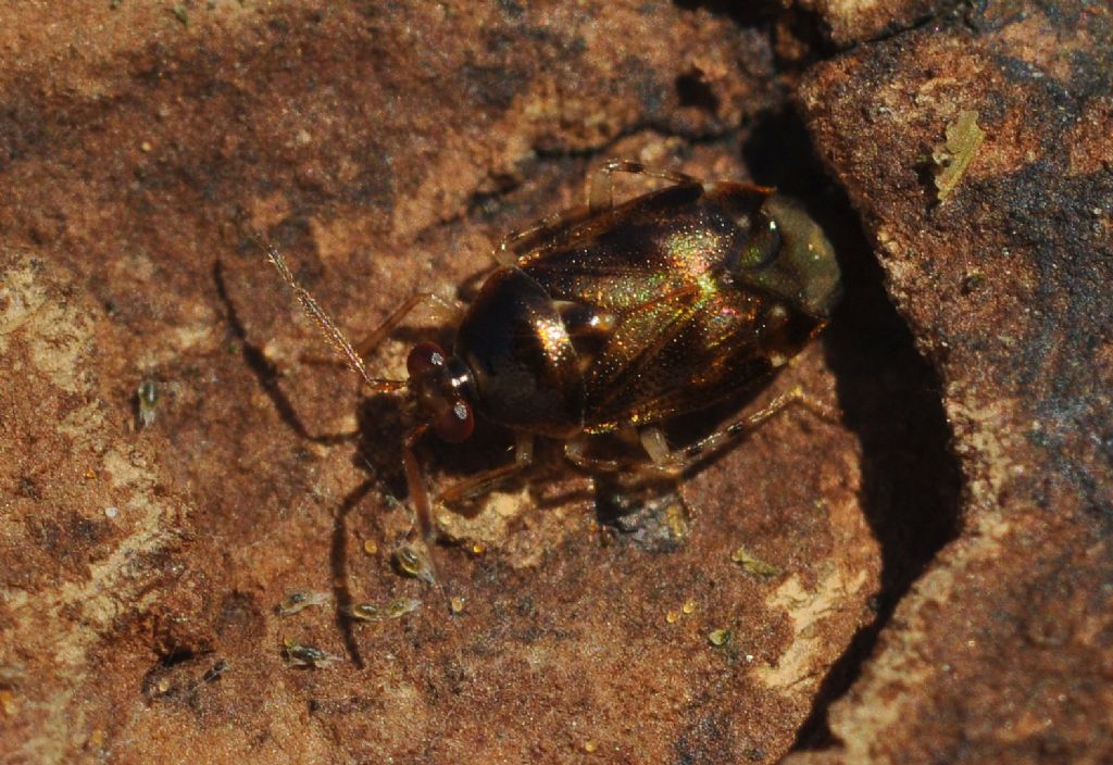 Miridae:   Deraeocoris lutescens