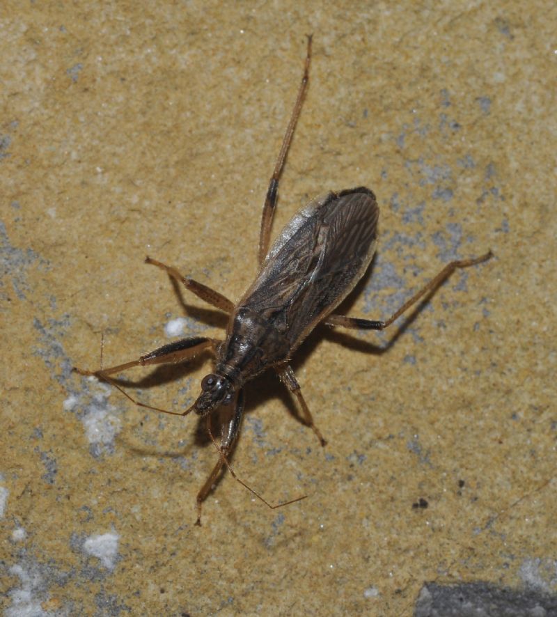 Nabidae: Himacerus major di Toscana