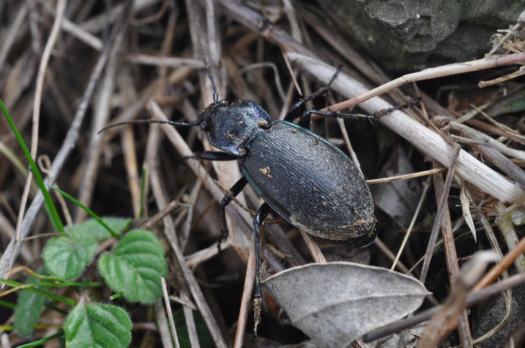 Carabus (Archicarabus) rossii, Carabidae