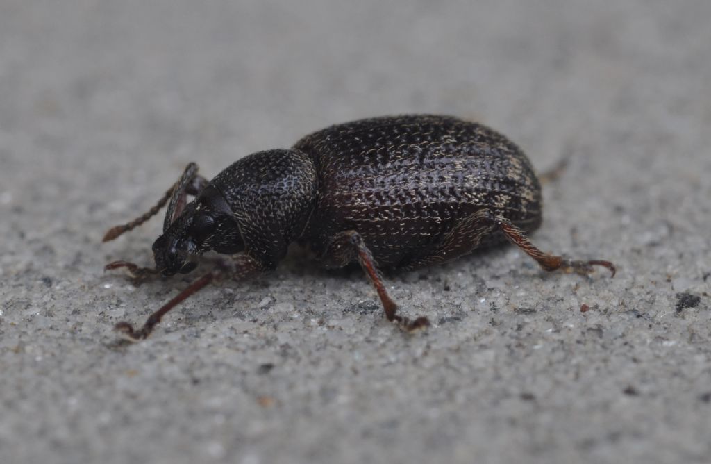Otiorhynchus (Arammichnus) cribricollis, Curculionidae