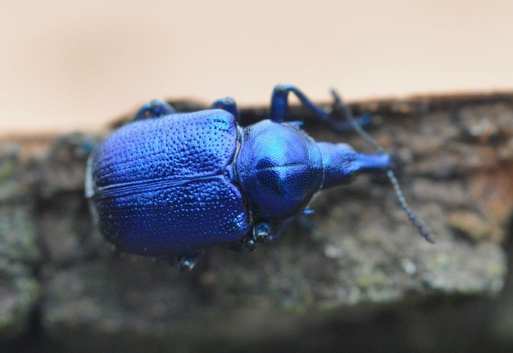 Byctiscus betulae, Rhynchitidae