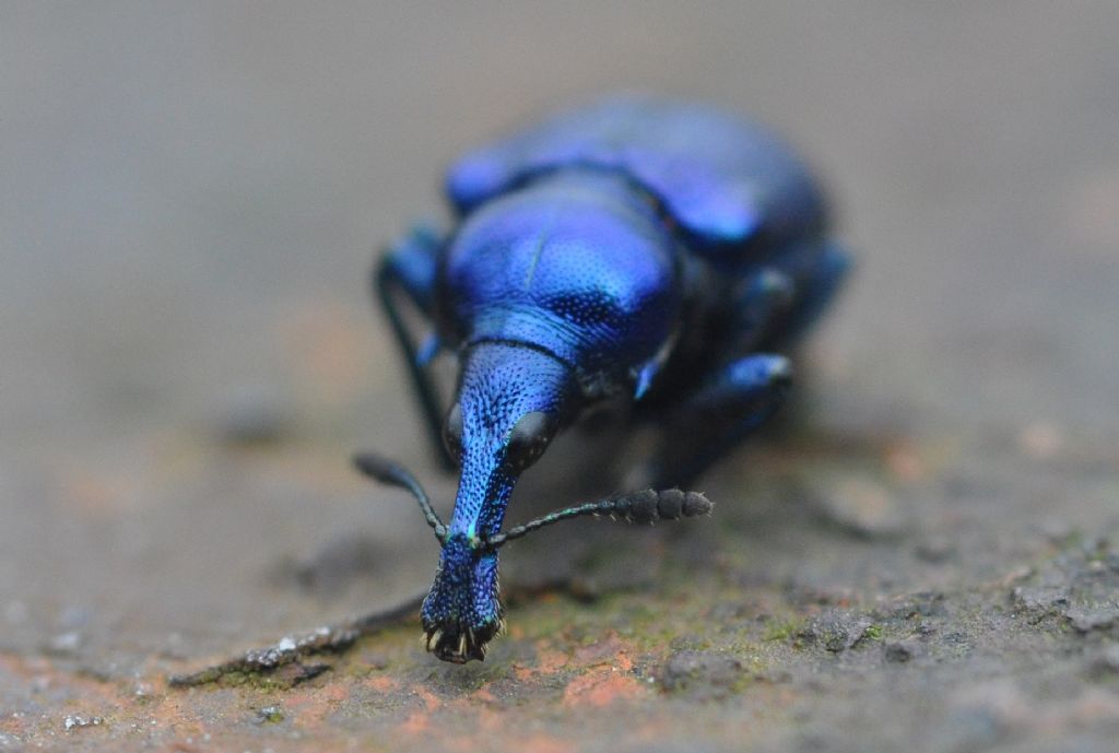 Byctiscus betulae, Rhynchitidae