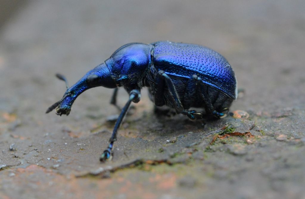 Byctiscus betulae, Rhynchitidae