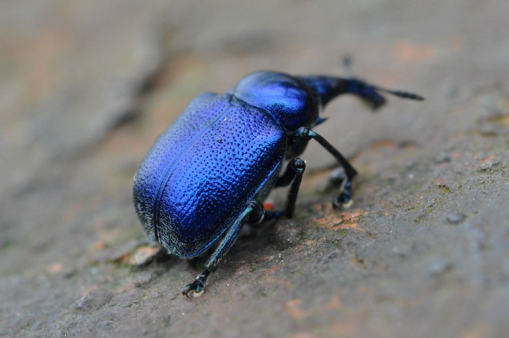 Byctiscus betulae, Rhynchitidae