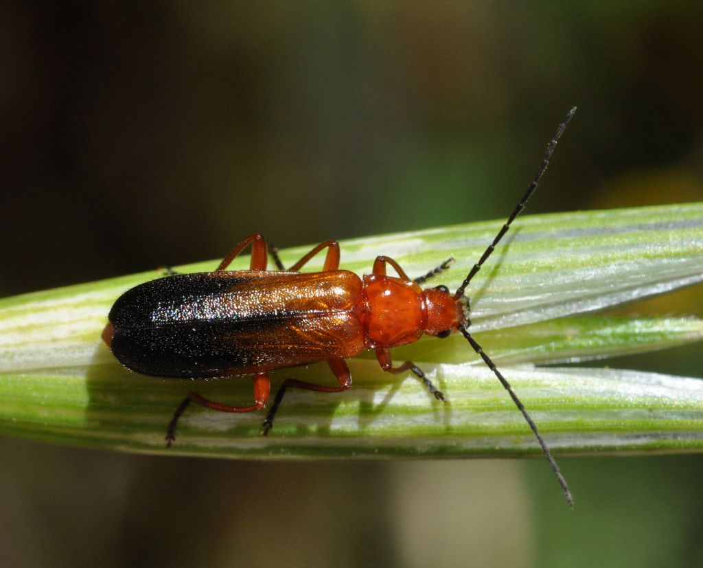 Rhagonycha fulva, Cantharidae