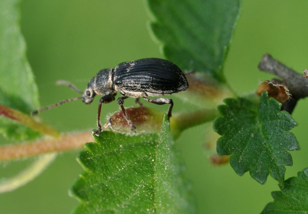 Phyllobius pyri, Curculionidae