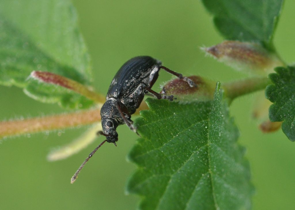 Phyllobius pyri, Curculionidae