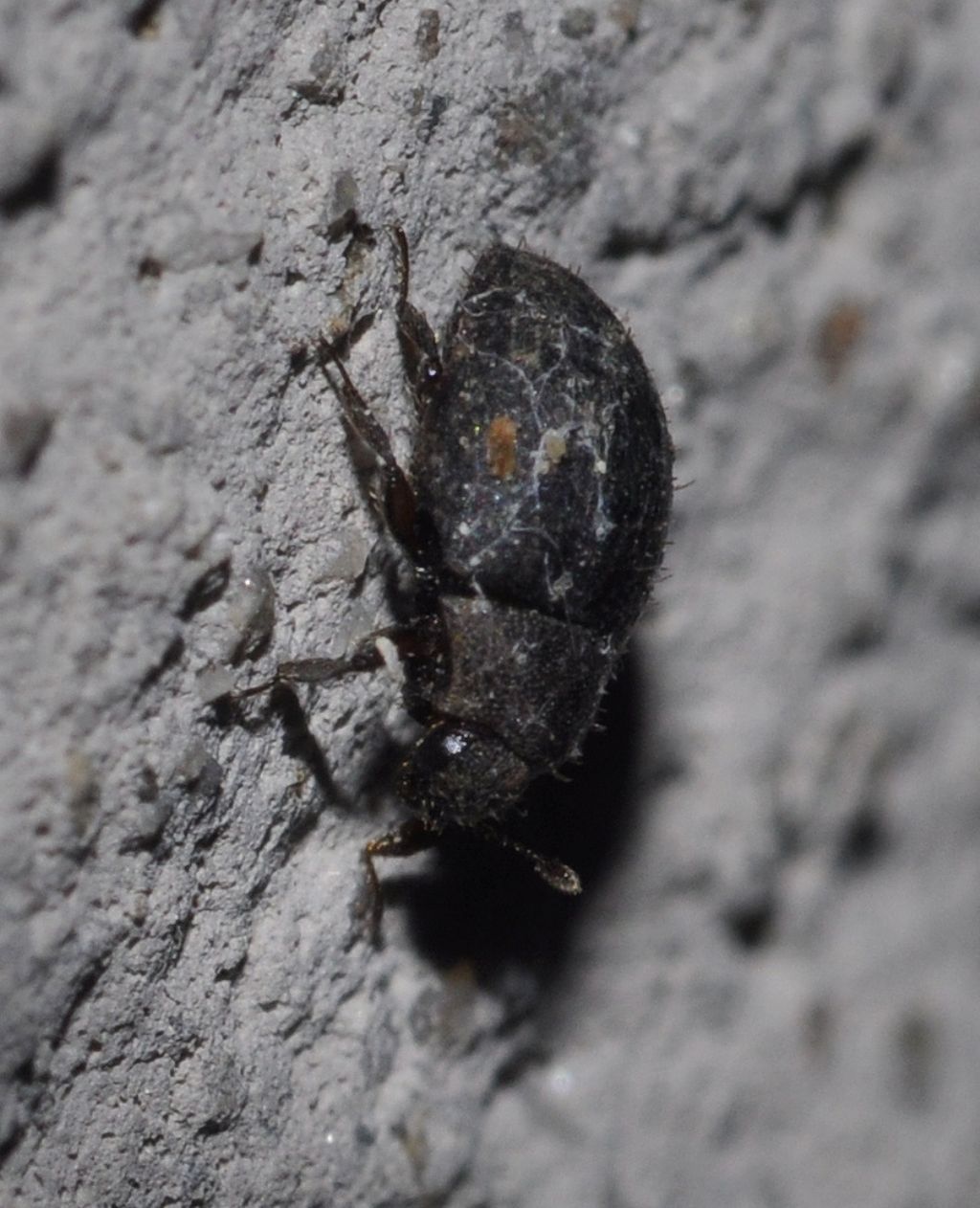 Curimopsis maritima, Byrrhidae