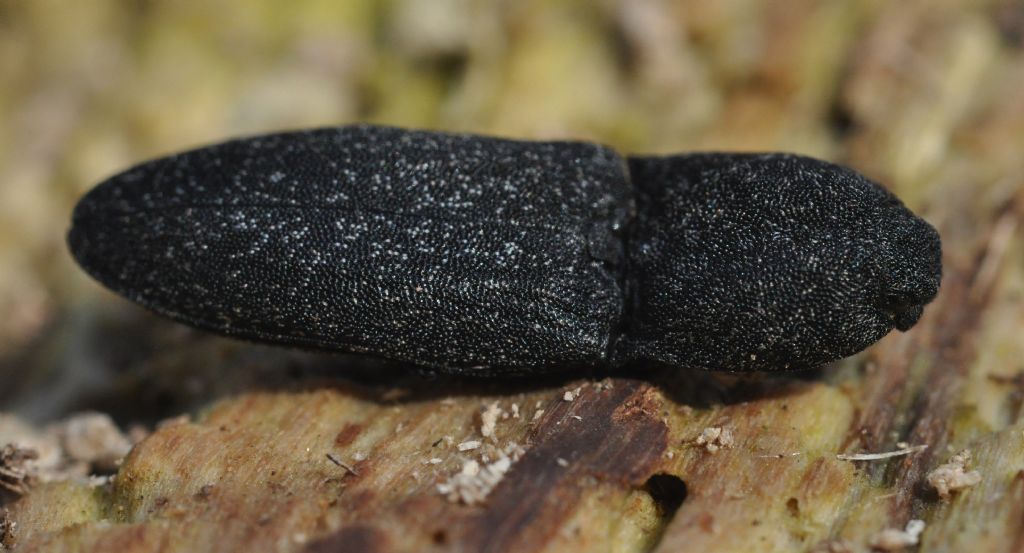 Lacon punctatus, Elateridae