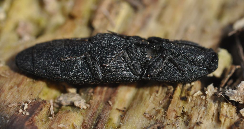 Lacon punctatus, Elateridae
