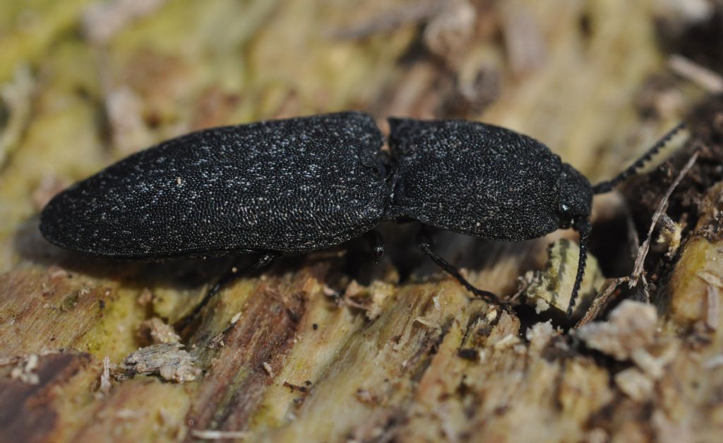 Lacon punctatus, Elateridae