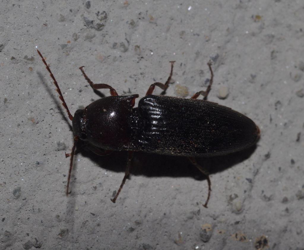 Melanotus sp., Elateridae