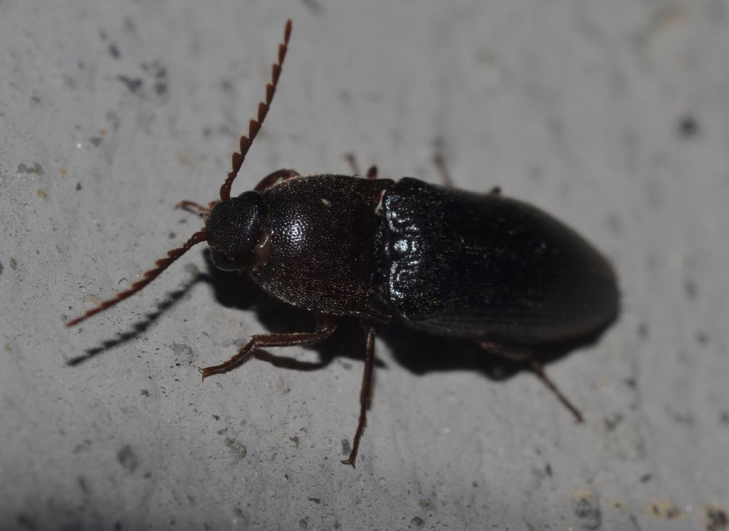 Melanotus sp., Elateridae