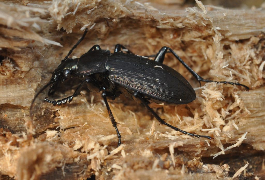 Carabus granulatus, Carabidae