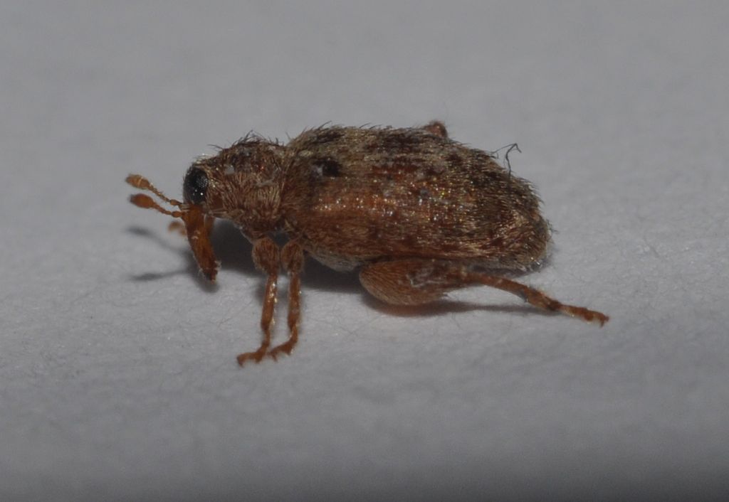 Orchestes quercus, Curculionidae