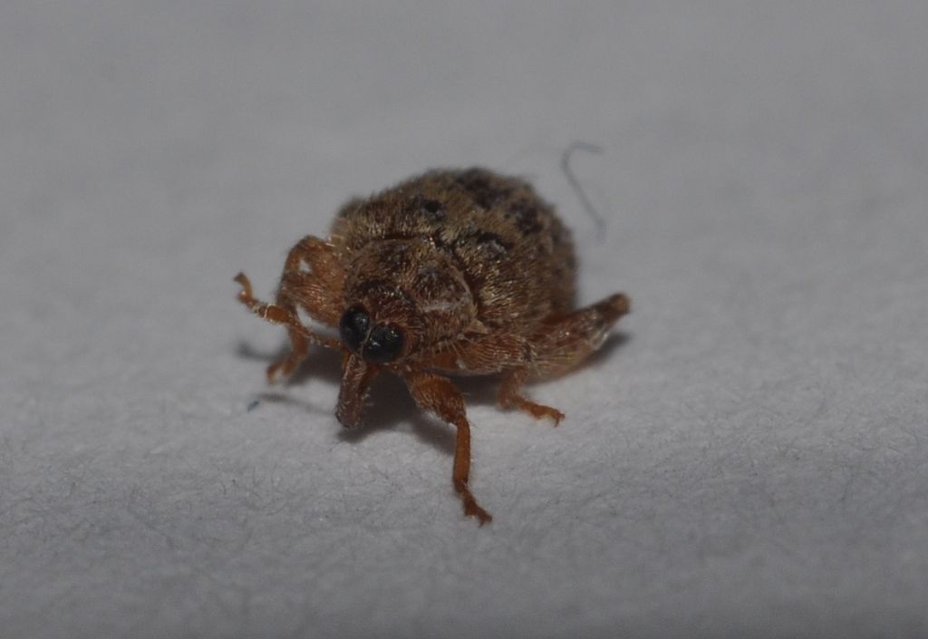 Orchestes quercus, Curculionidae