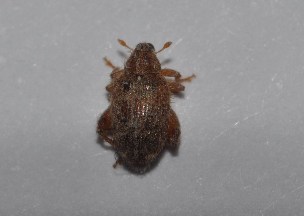 Orchestes quercus, Curculionidae