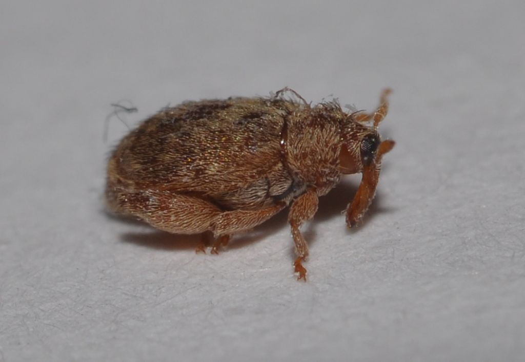 Orchestes quercus, Curculionidae