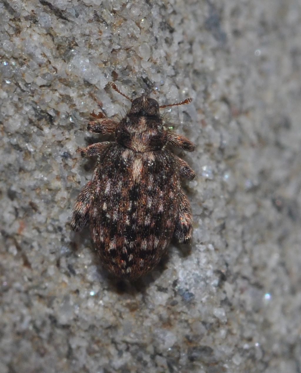 Orchestes pilosus, Curculionidae