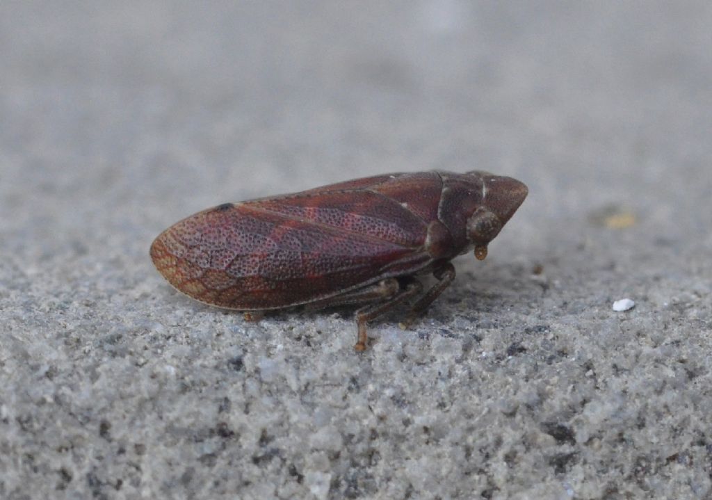 Fulgoromorpha: Tettigometra sp. (Tettigometridae)