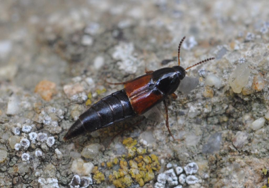 Staphylinidae:  cfr. Mycetoporus sp.