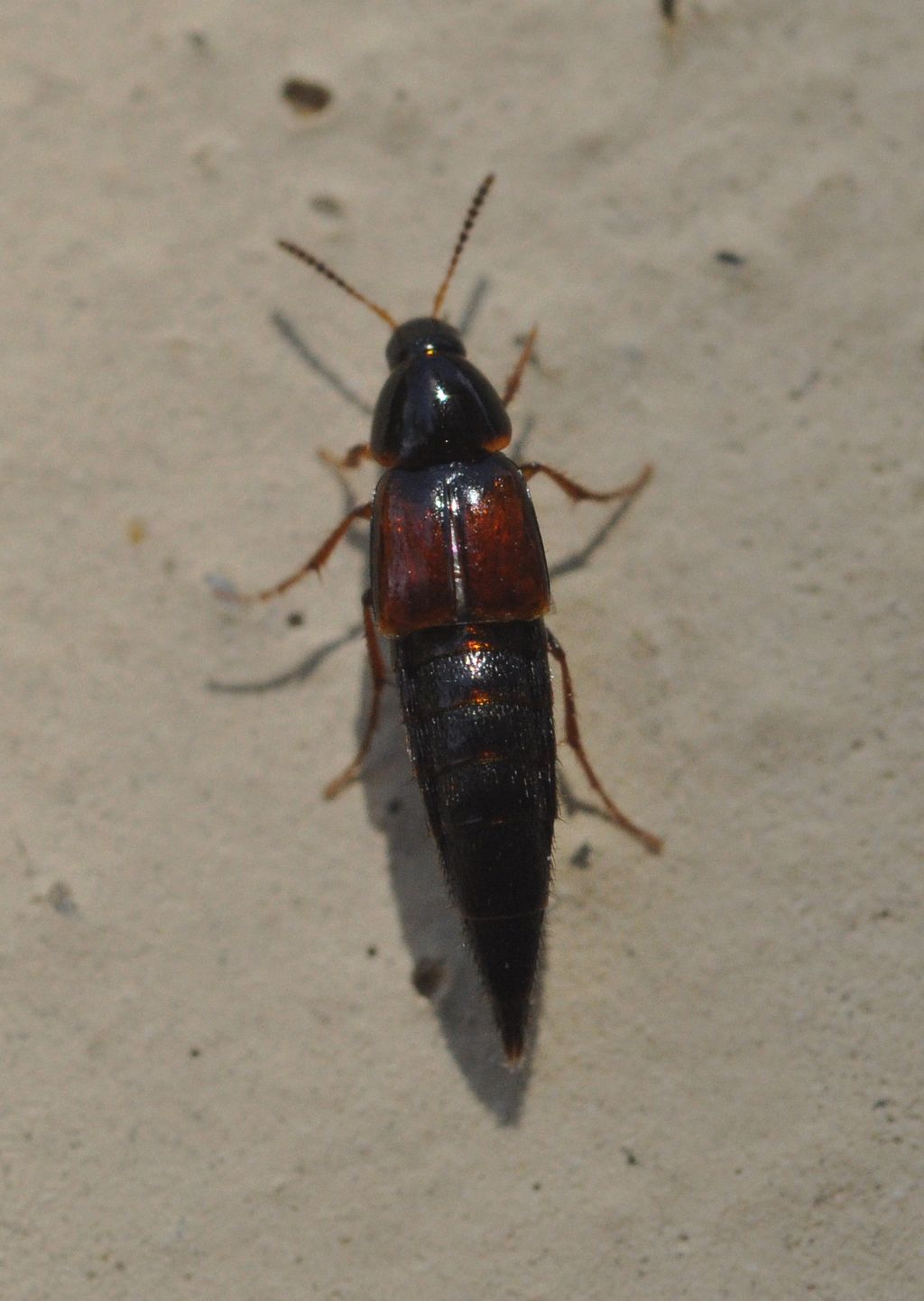 Staphylinidae:  cfr. Mycetoporus sp.