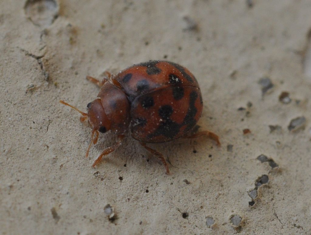 Subcoccinella vigintiquatuorpunctata, Coccinellidae