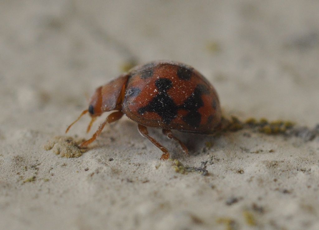 Subcoccinella vigintiquatuorpunctata, Coccinellidae