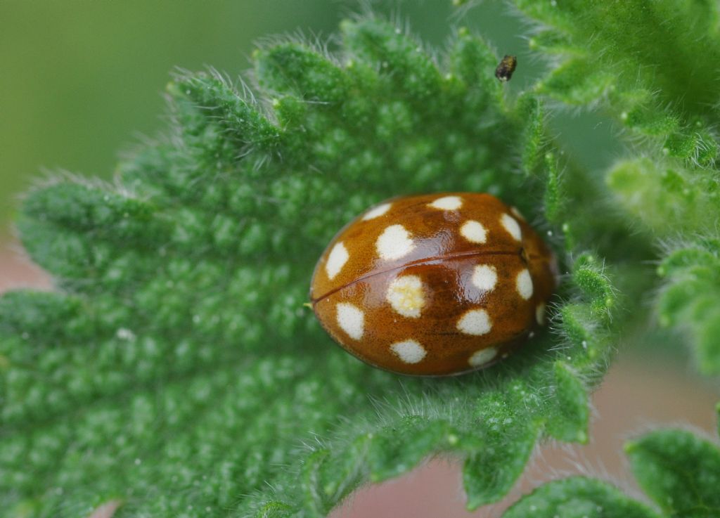 Calvia quatuordecimguttata, Coccinellidae