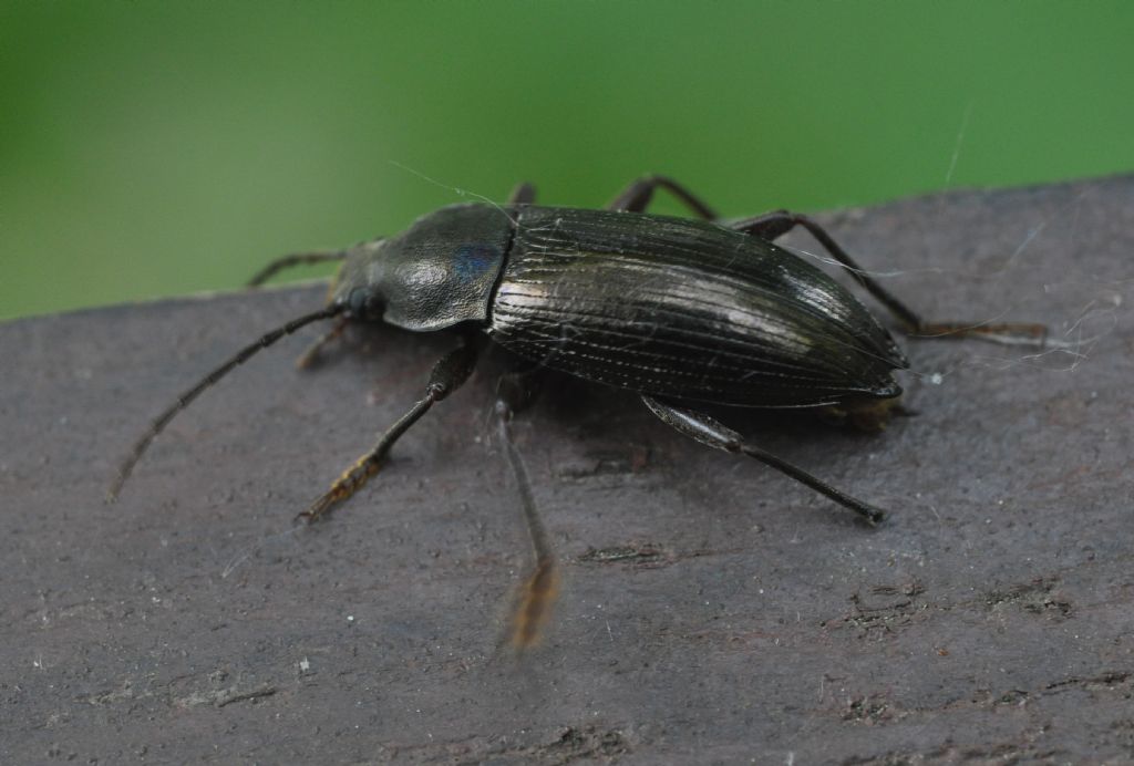 Stenomax aeneus, Tenebrionidae