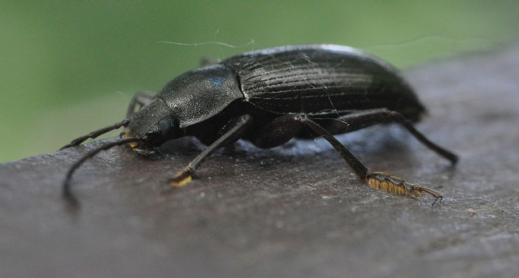 Stenomax aeneus, Tenebrionidae