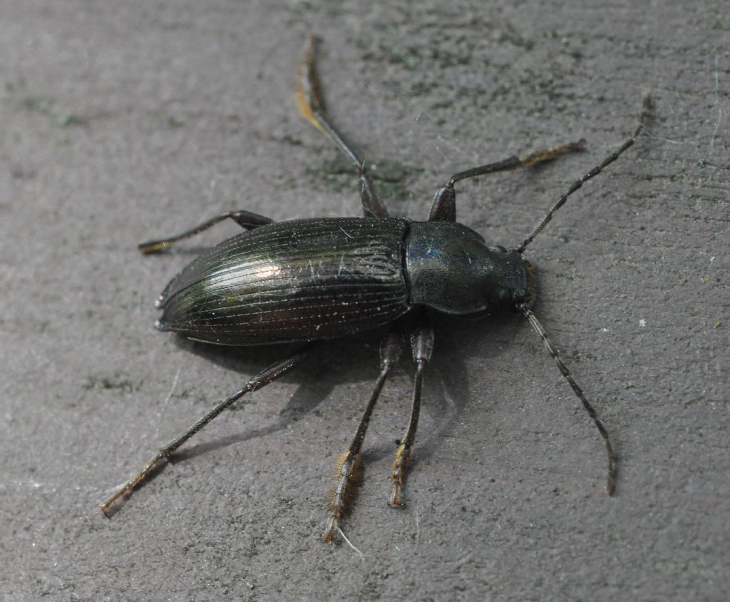 Stenomax aeneus, Tenebrionidae