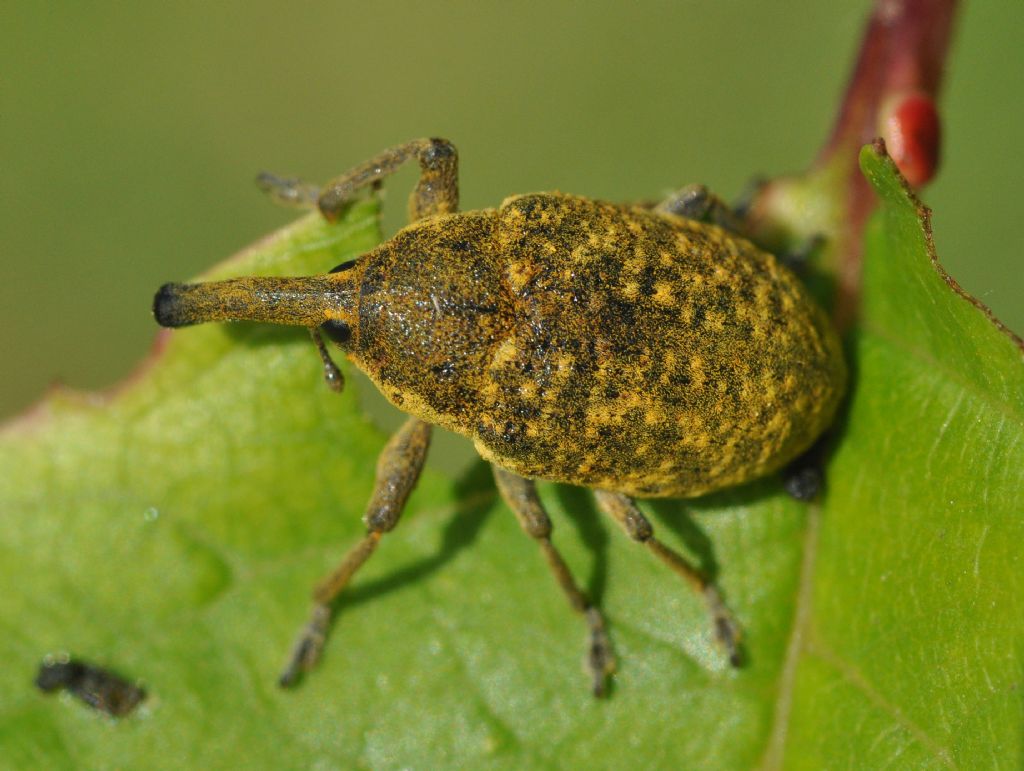 Lixus da confermare... - Larinus sturnus