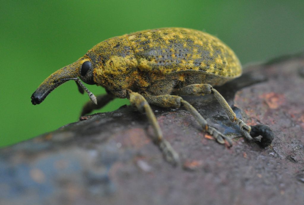Lixus da confermare... - Larinus sturnus
