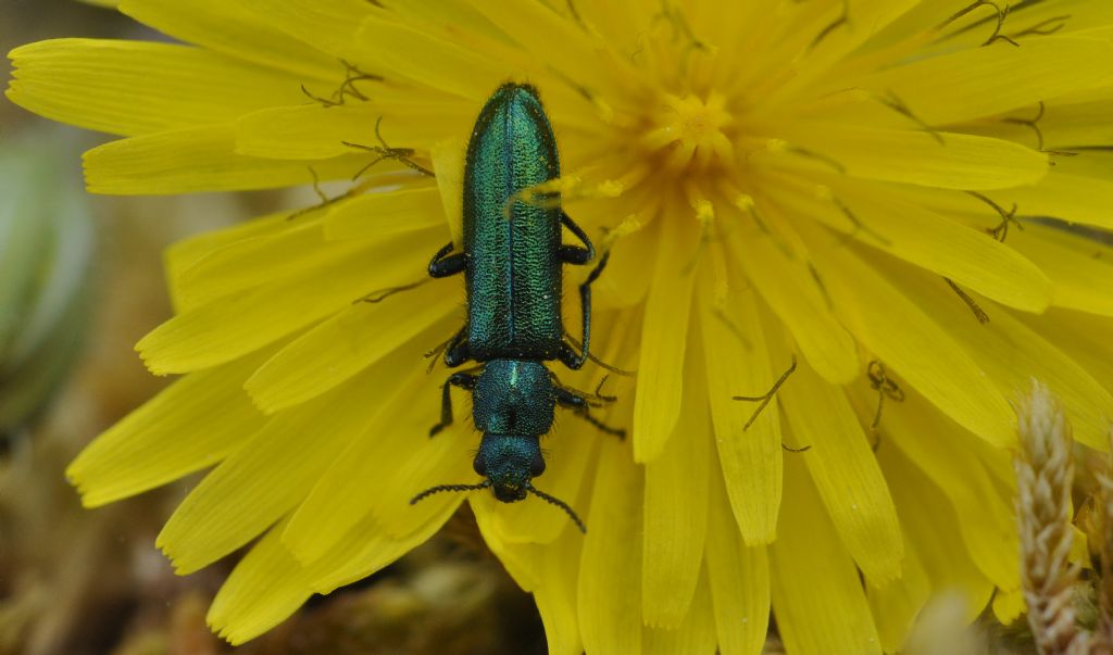 Psilothrix viridicoerulea, Dasytidae