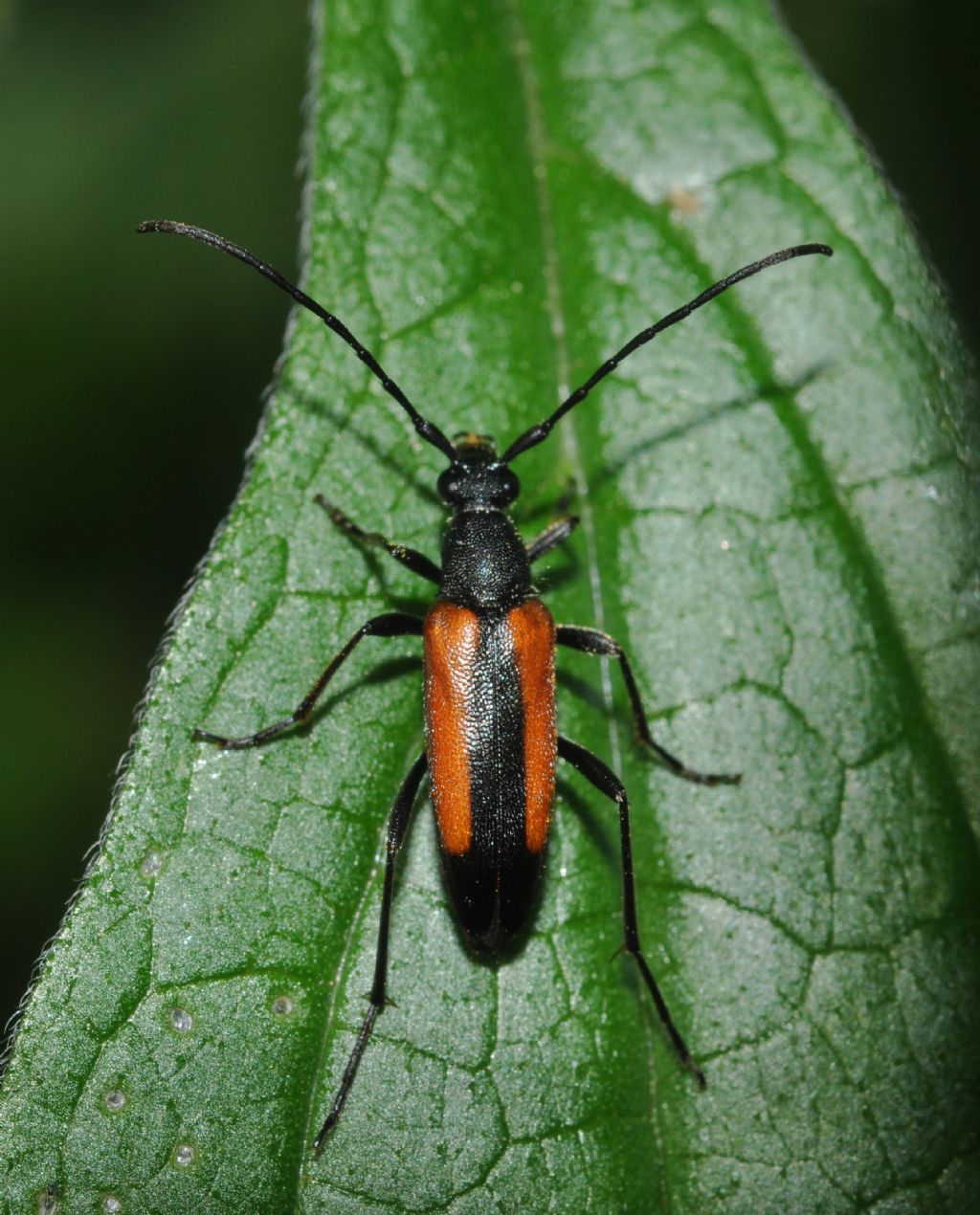 Cerambycidae?  S, Stenurella melanura