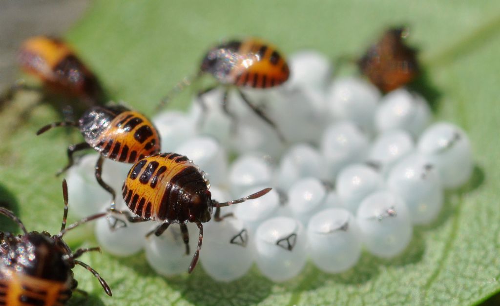 Halyomorpha halys...prosperano!