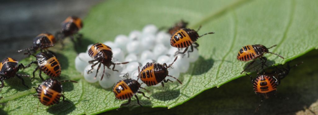 Halyomorpha halys...prosperano!