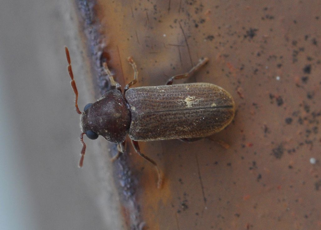 Anobiidae: Anobium sp.