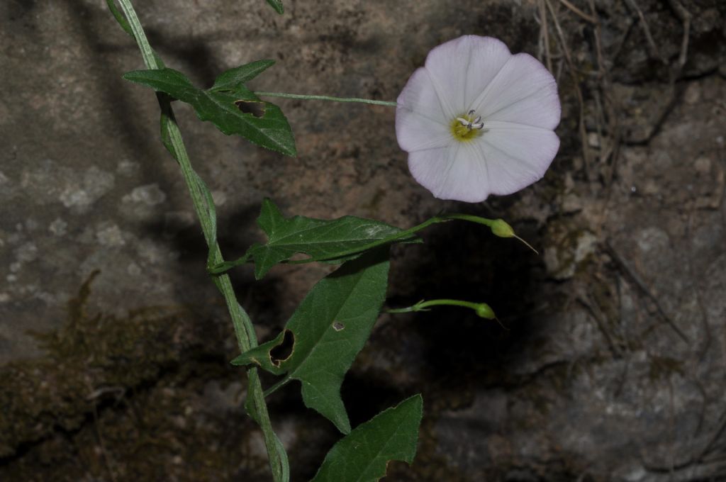 Convolvulus arvensis