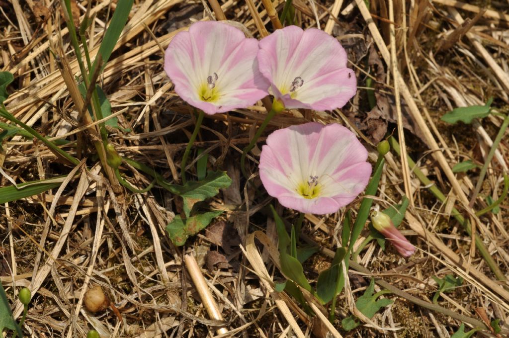 Convolvulus arvensis