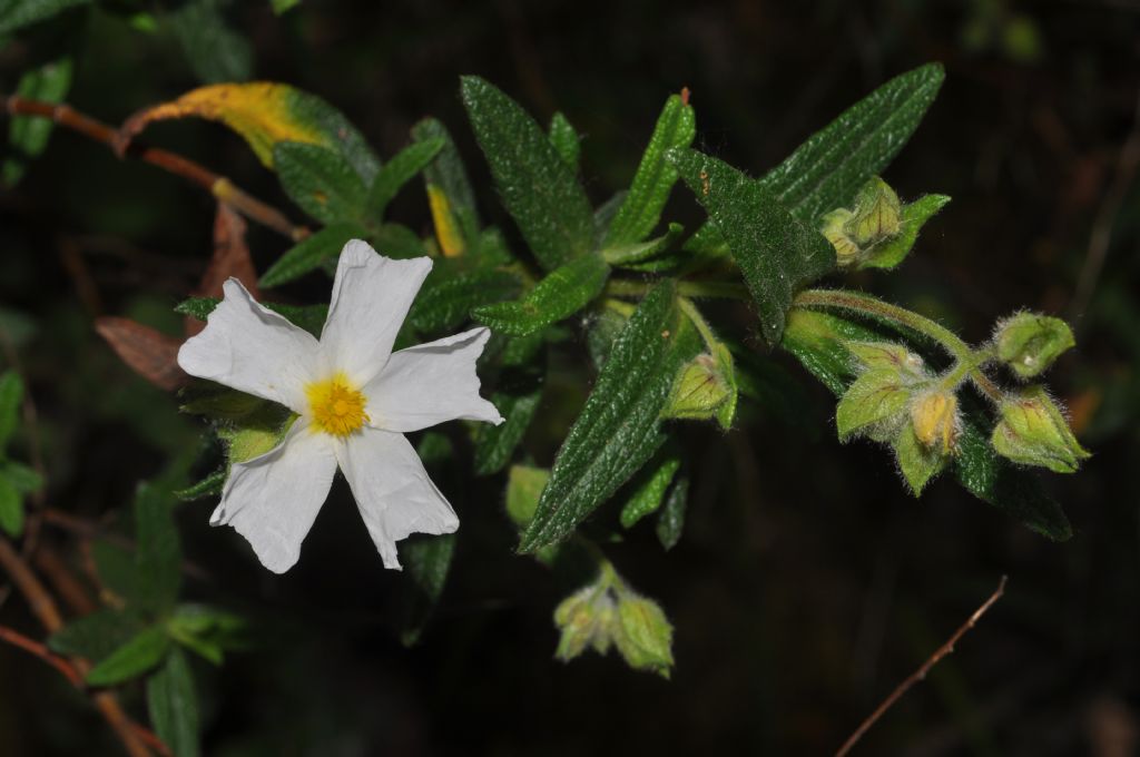 Cistus monspeliensis / Cisto di Montpellier