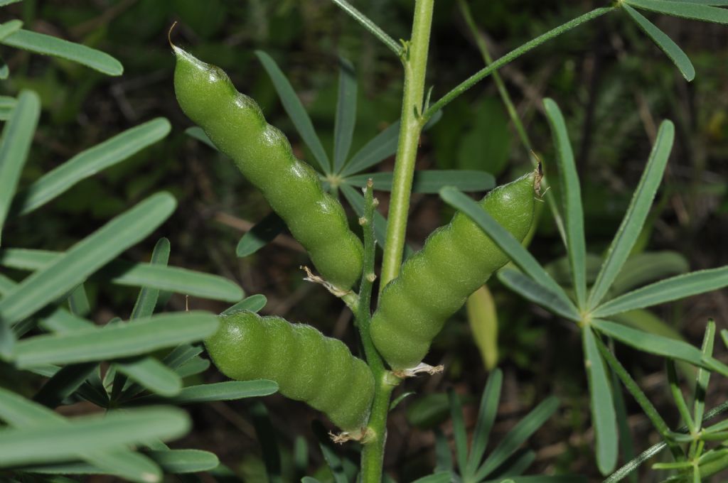 Lupinus angustifolius