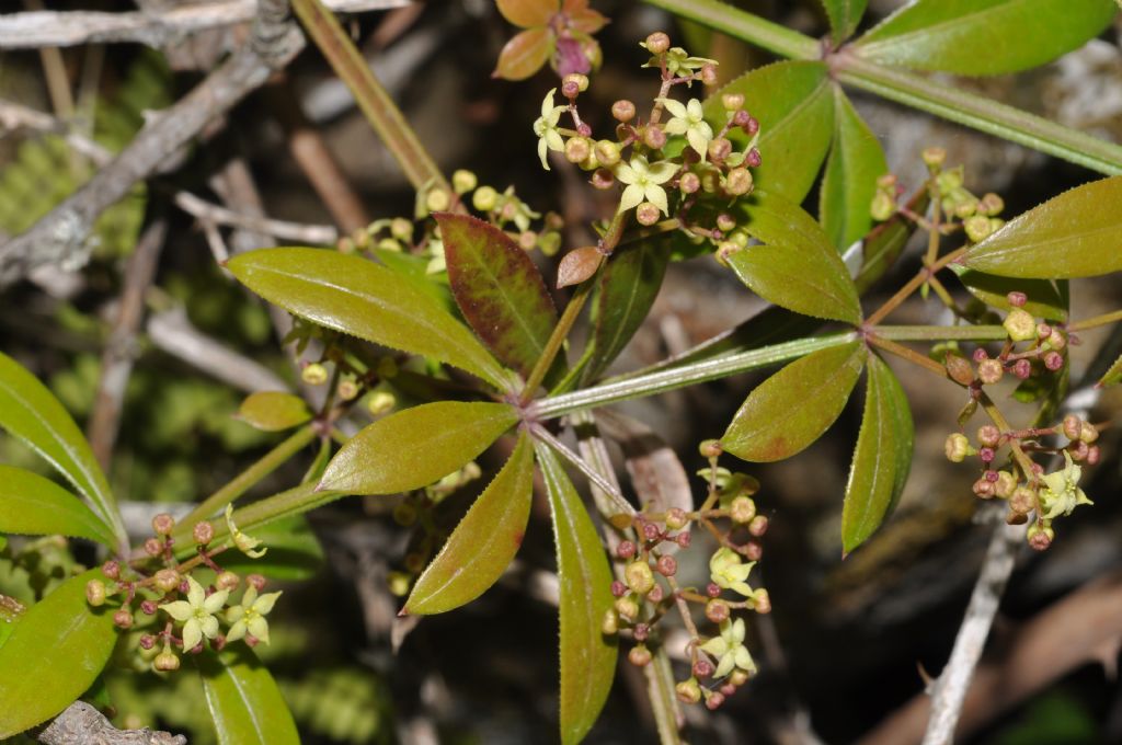 Rubia peregrina