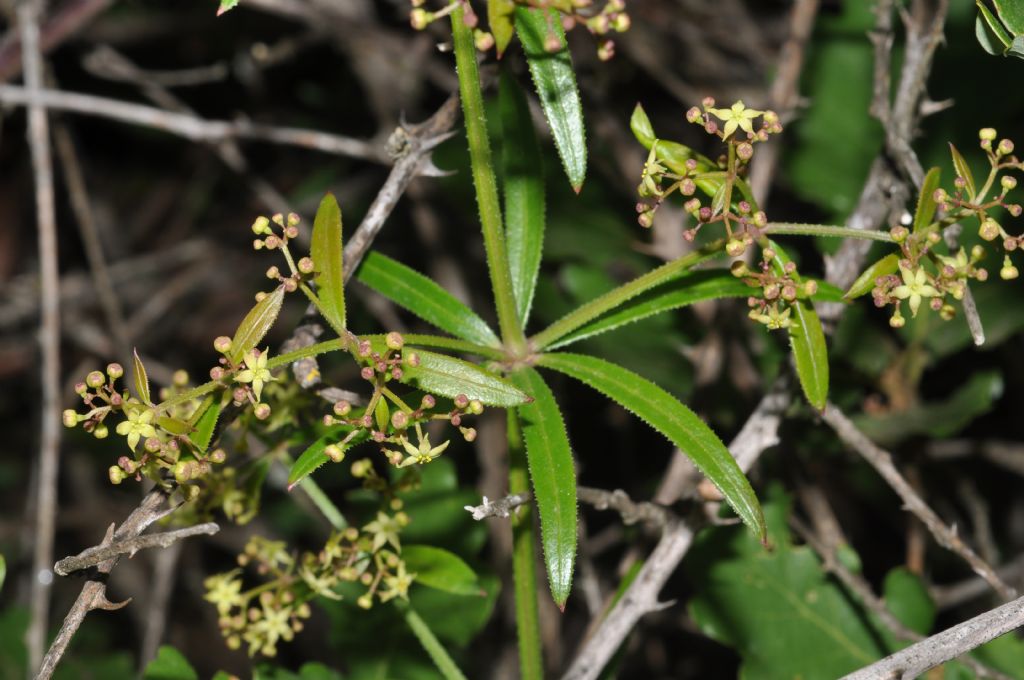Rubia peregrina