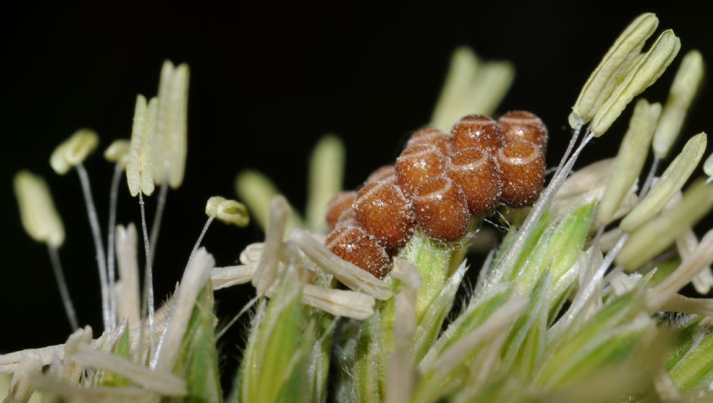 Uova di Carpocoris sp. e neanide di Palomena prasina