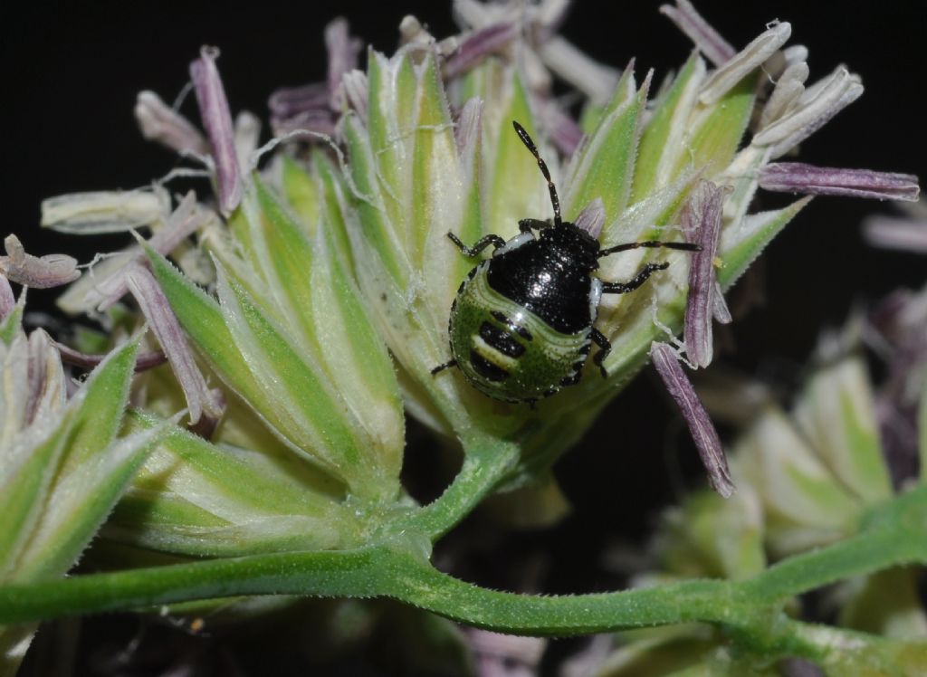 Uova di Carpocoris sp. e neanide di Palomena prasina